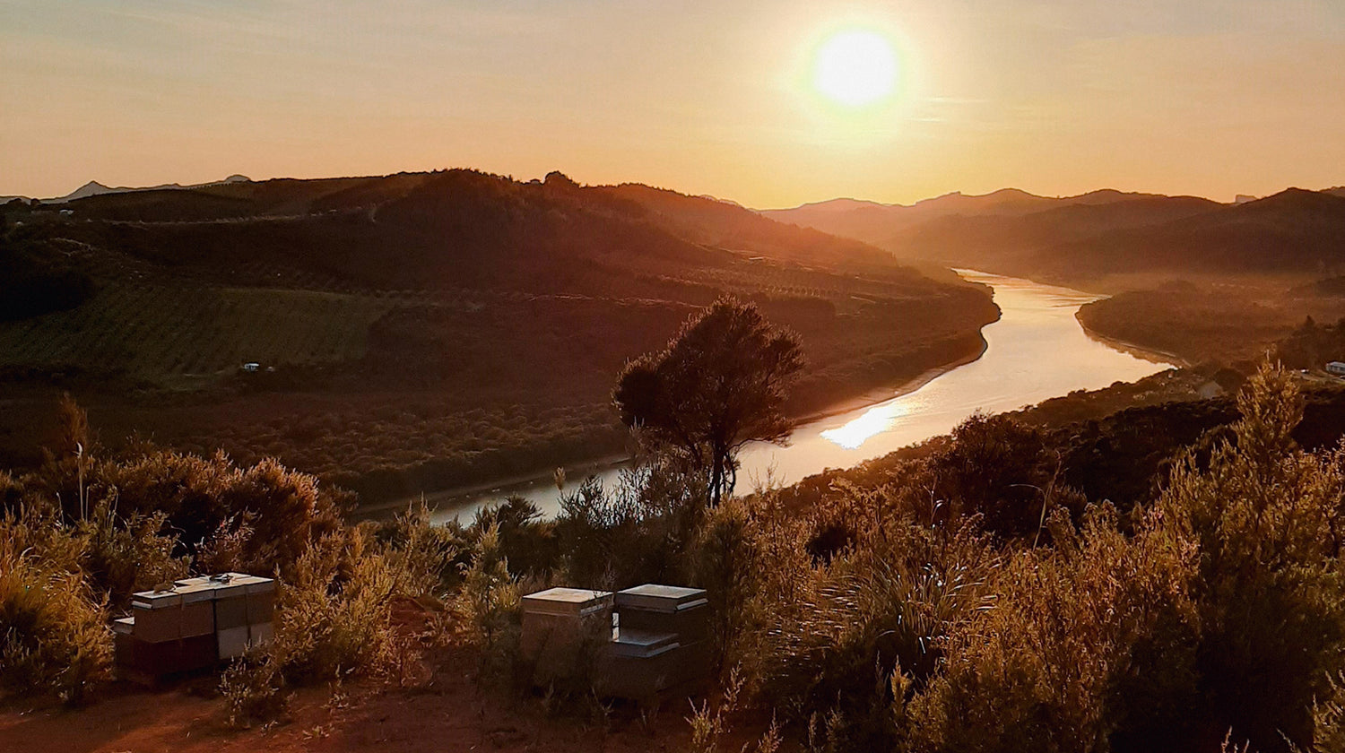 Fosters Honey beehives and landscape