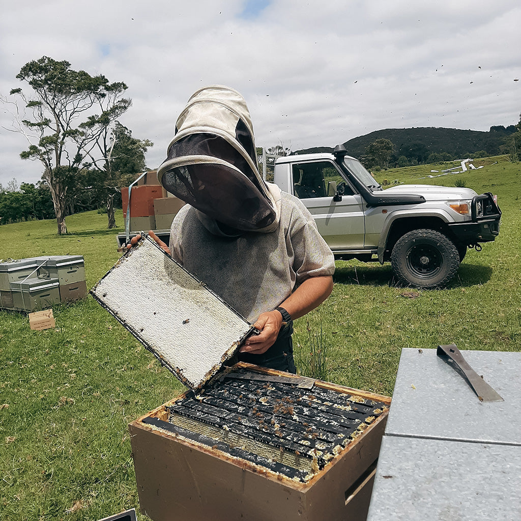 Bees processing Manuka honey in New Zealand