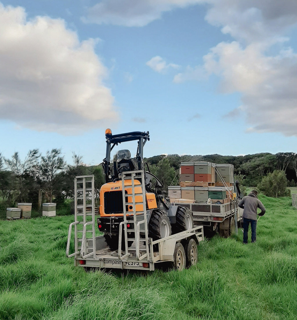 Fosters caring for beehives New Zealand