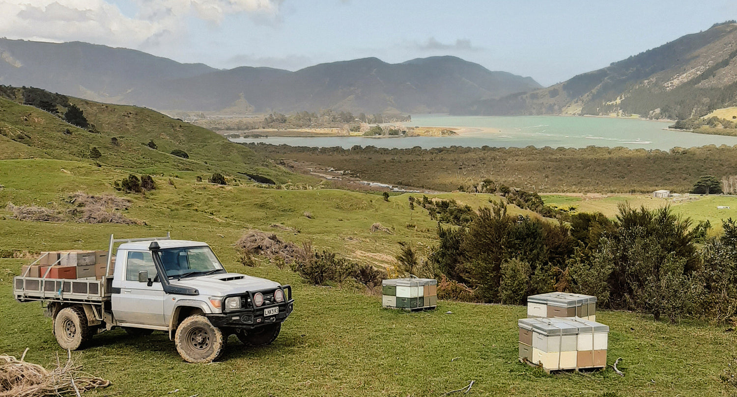 Harvesting Pure Fosters Honey in New Zealand