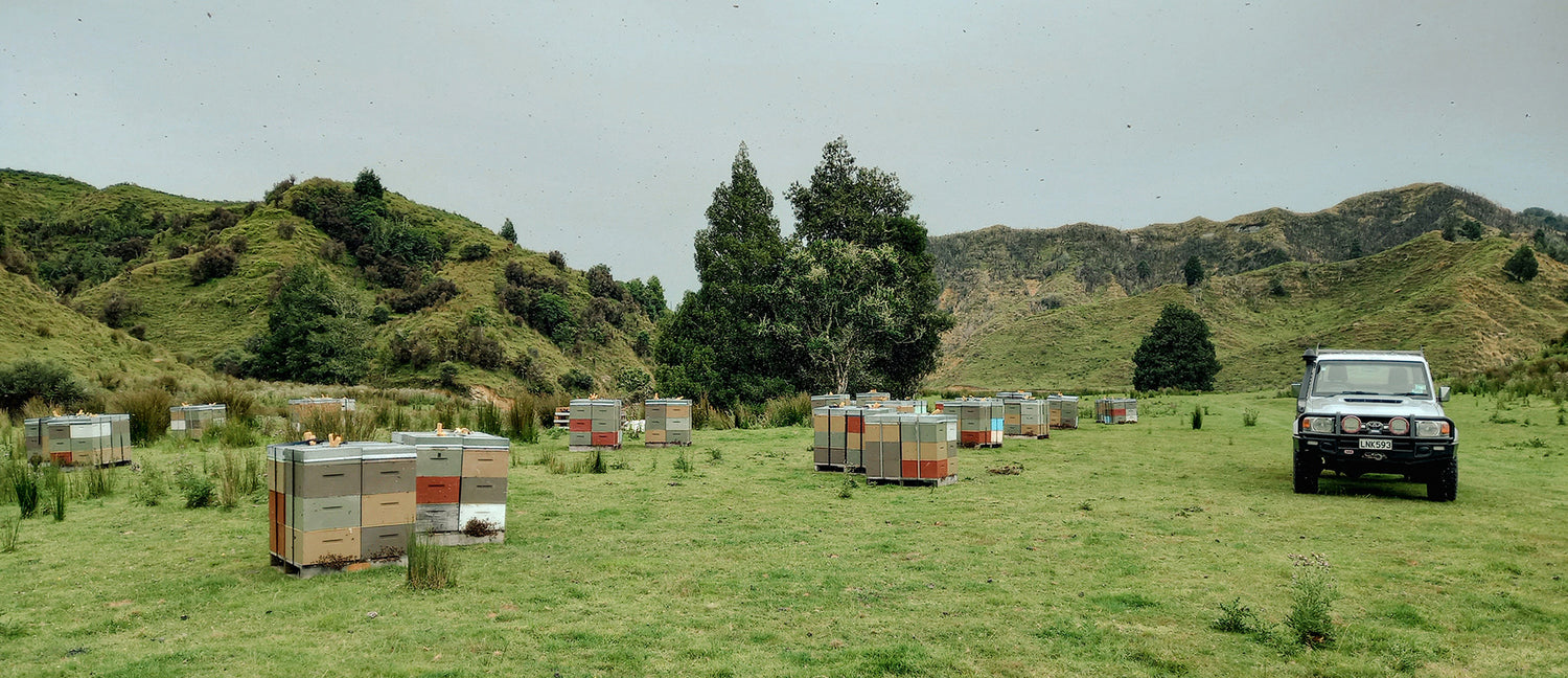 New Zealand Honey Company harvesttime for manuka honey